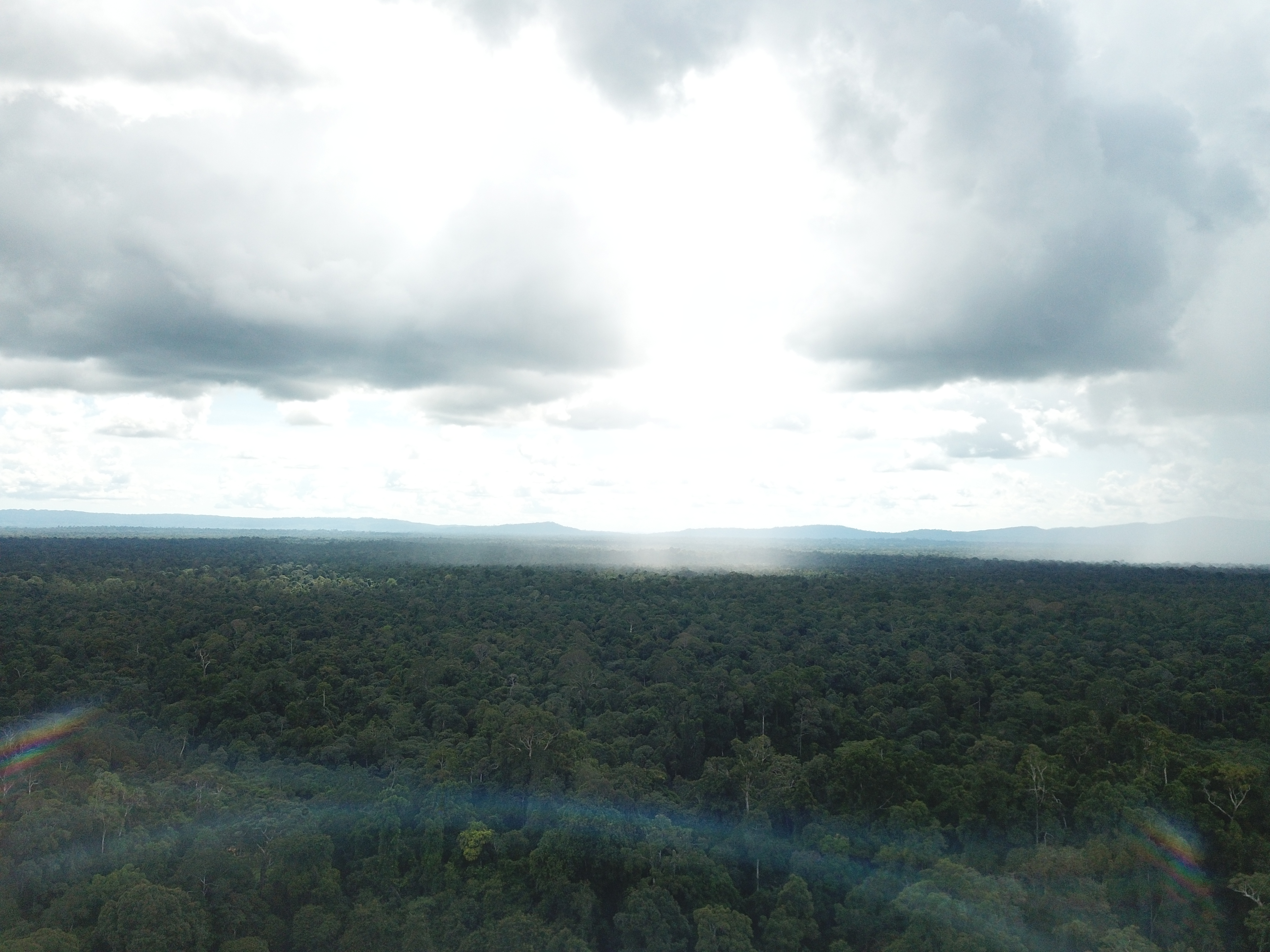 Konservasi Hutan Lestari